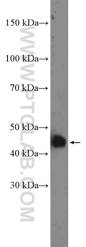 Western Blot (WB) analysis of human placenta tissue using CRELD2 Polyclonal antibody (27017-1-AP)