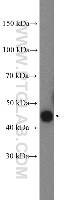 Western Blot (WB) analysis of U2OS cells using CRELD2 Polyclonal antibody (27017-1-AP)
