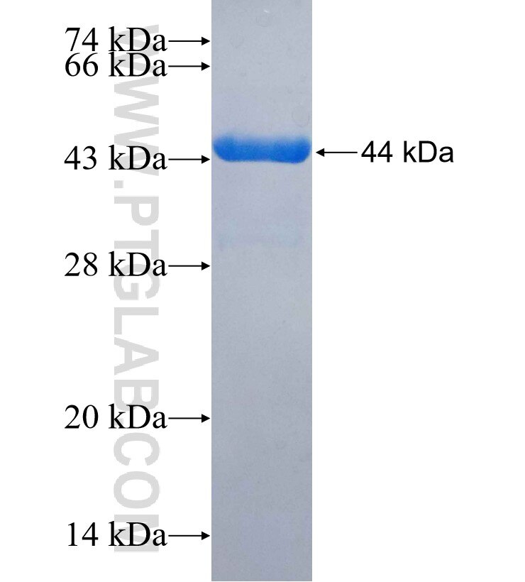 CRELD2 fusion protein Ag25553 SDS-PAGE