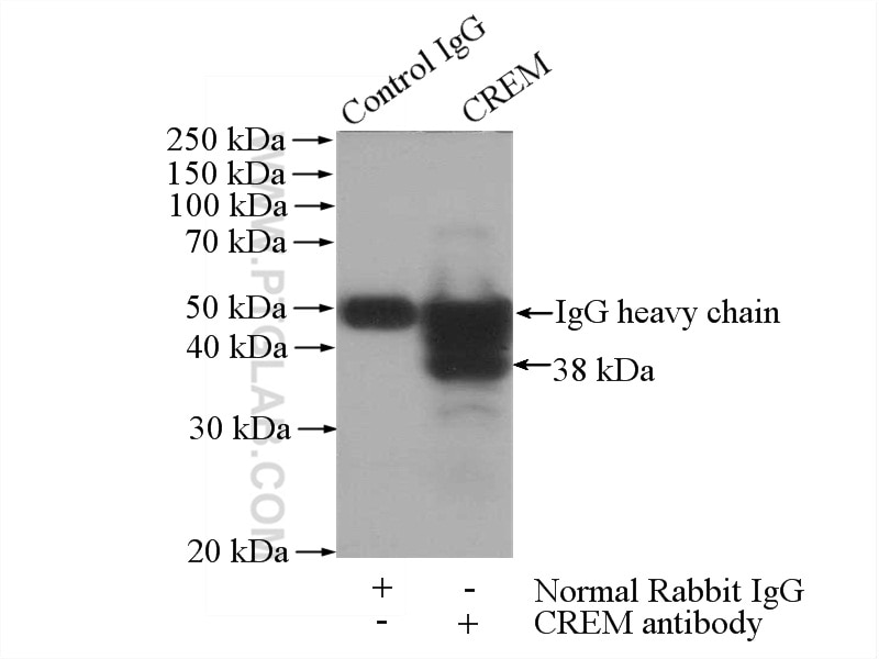 Immunoprecipitation (IP) experiment of mouse testis tissue using CREM Polyclonal antibody (12131-1-AP)
