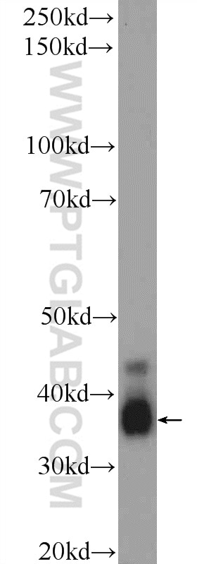 Western Blot (WB) analysis of rat testis tissue using CREM Polyclonal antibody (12131-1-AP)