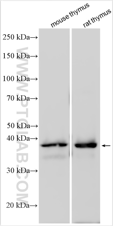 Western Blot (WB) analysis of various lysates using CREM Polyclonal antibody (12131-1-AP)