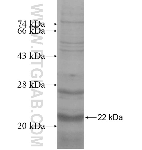 CREM fusion protein Ag14486 SDS-PAGE