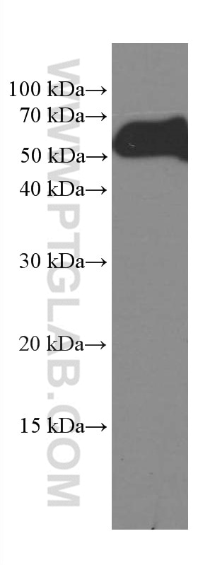 Western Blot (WB) analysis of HSC-T6 cells using CREST Monoclonal antibody (60314-1-Ig)