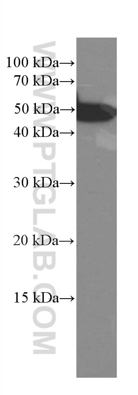 Western Blot (WB) analysis of NIH/3T3 cells using CREST Monoclonal antibody (60314-1-Ig)