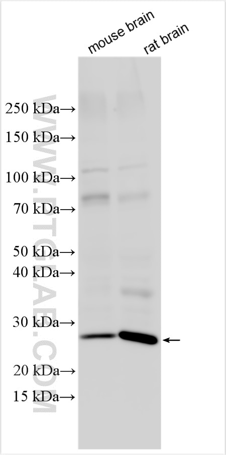 Western Blot (WB) analysis of various lysates using CRH/CRF Polyclonal antibody (26848-1-AP)