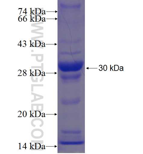 CRH fusion protein Ag24284 SDS-PAGE