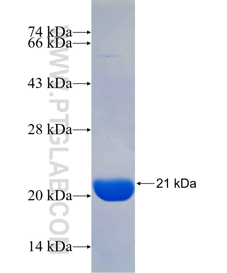 CRH fusion protein Ag25242 SDS-PAGE