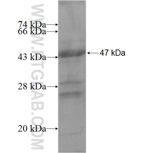 CRH fusion protein Ag1371 SDS-PAGE