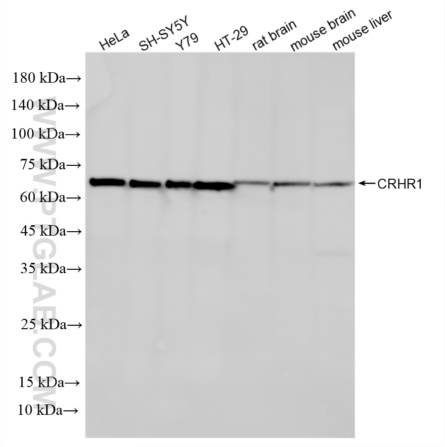 Western Blot (WB) analysis of various lysates using CRHR1 Recombinant monoclonal antibody (87114-1-RR)
