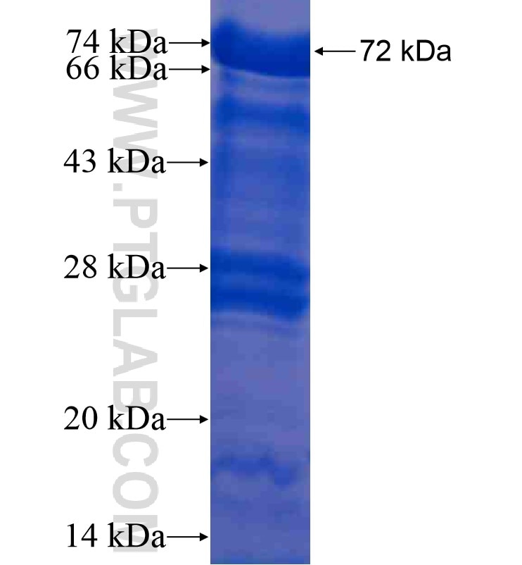 CRIM1 fusion protein Ag16349 SDS-PAGE