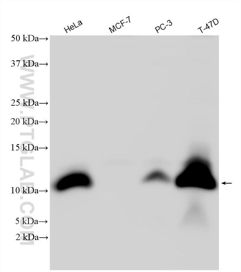 Western Blot (WB) analysis of various lysates using CRIP1 Polyclonal antibody (15349-1-AP)