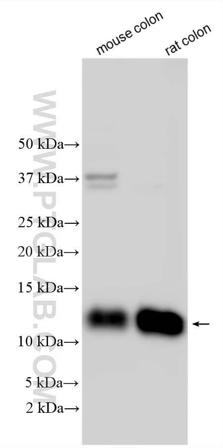 Western Blot (WB) analysis of various lysates using CRIP1 Polyclonal antibody (15349-1-AP)