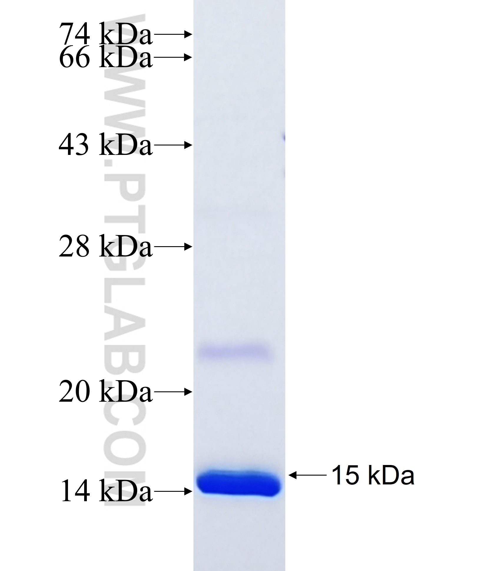 CRIP1 fusion protein Ag7955 SDS-PAGE
