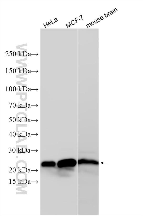 Western Blot (WB) analysis of various lysates using CRIP2 Polyclonal antibody (14801-1-AP)