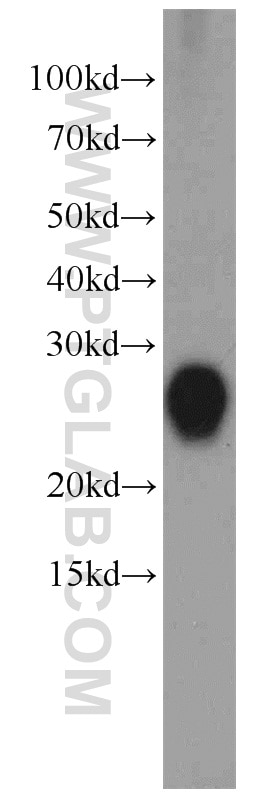 Western Blot (WB) analysis of mouse lung tissue using CRIP2 Polyclonal antibody (14801-1-AP)