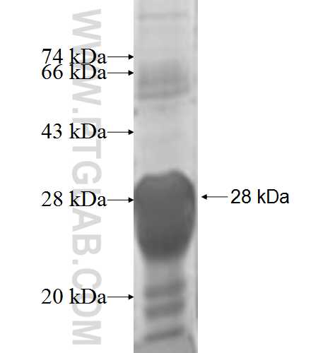 CRIP2 fusion protein Ag6876 SDS-PAGE