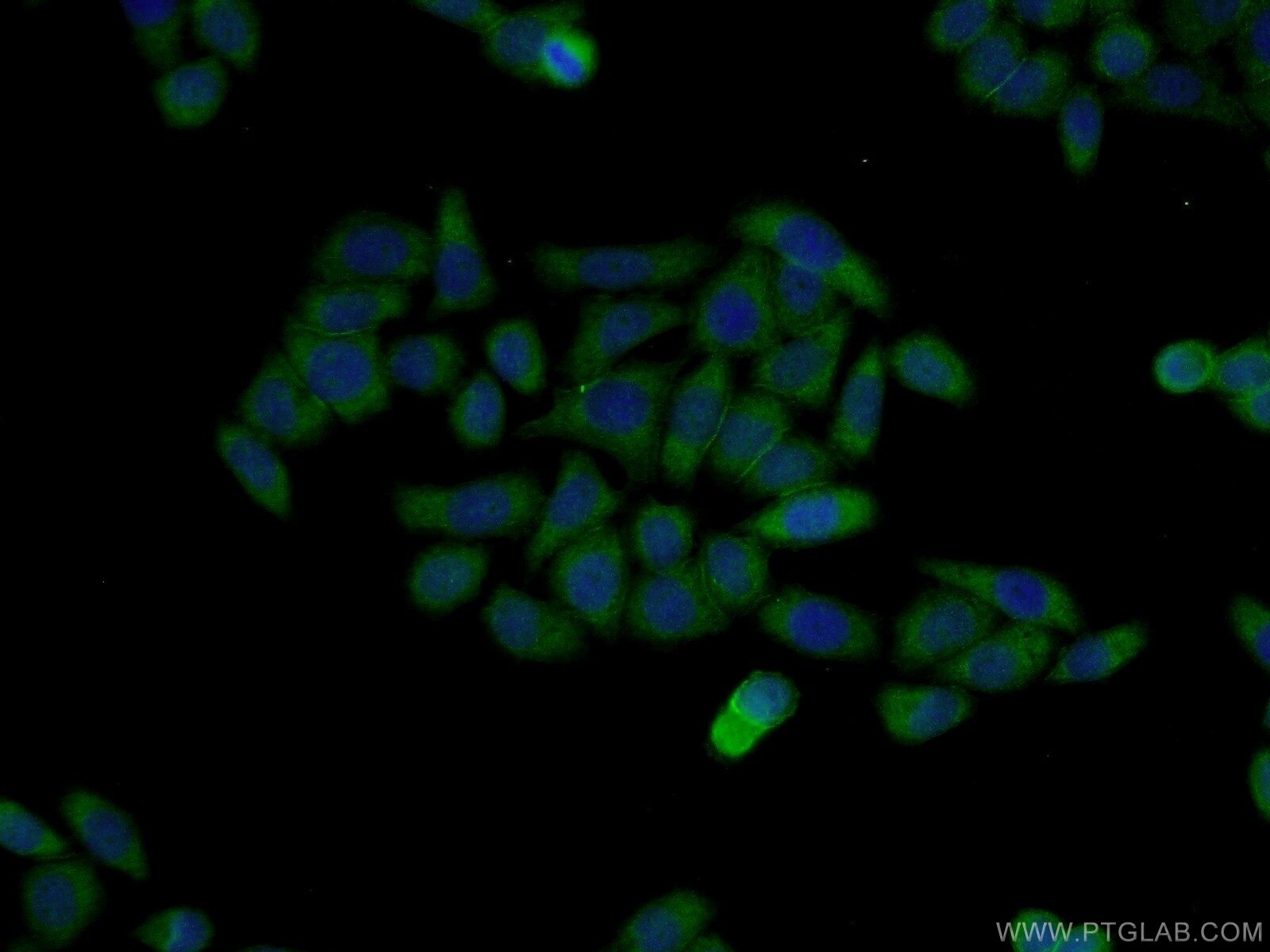 Immunofluorescence (IF) / fluorescent staining of L02 cells using CRIPT Polyclonal antibody (11211-1-AP)