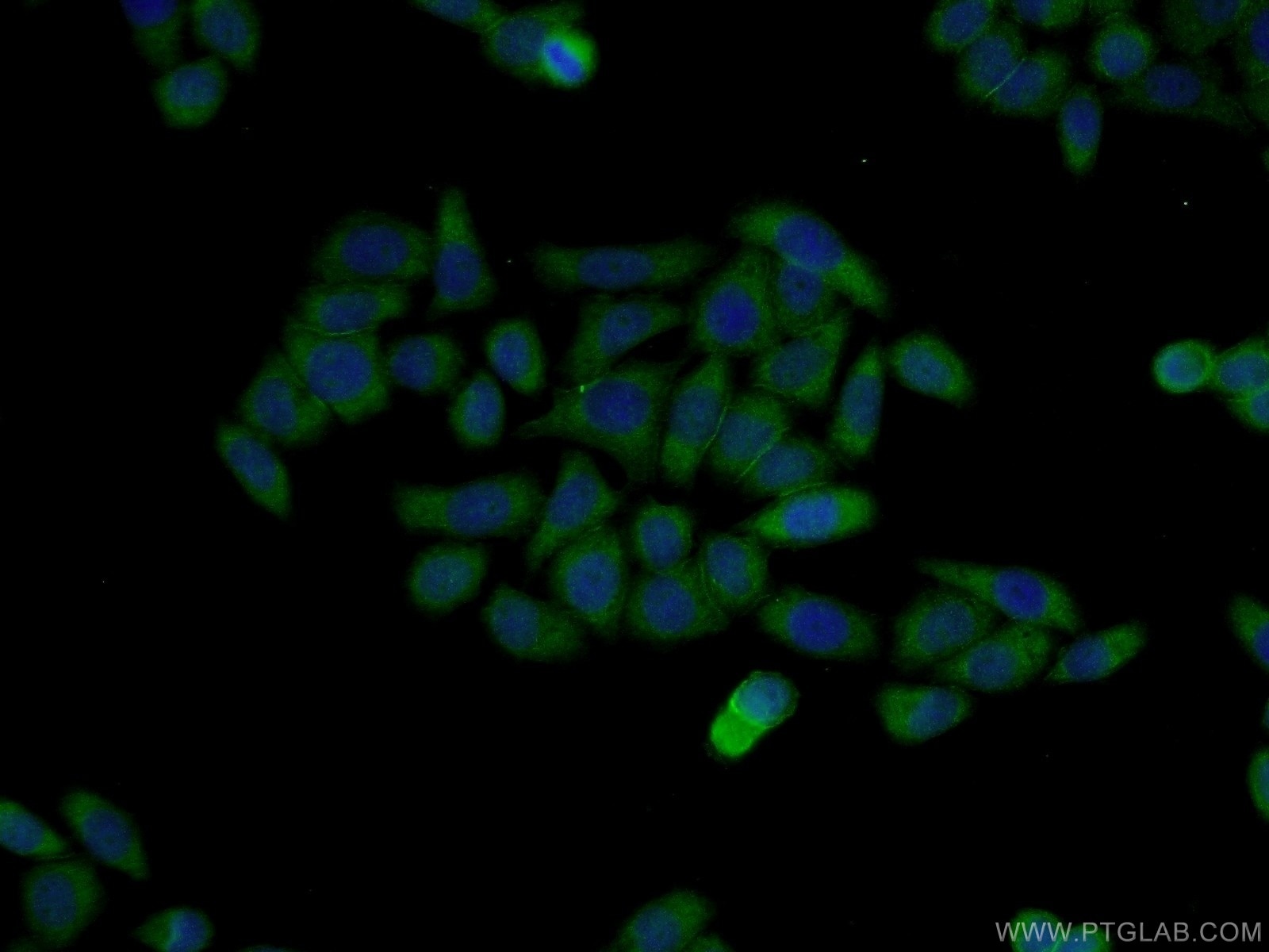 Immunofluorescence (IF) / fluorescent staining of L02 cells using CRIPT Polyclonal antibody (11211-1-AP)