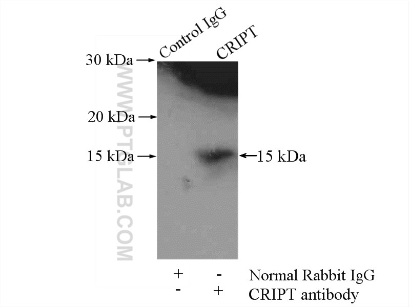 Immunoprecipitation (IP) experiment of L02 cells using CRIPT Polyclonal antibody (11211-1-AP)