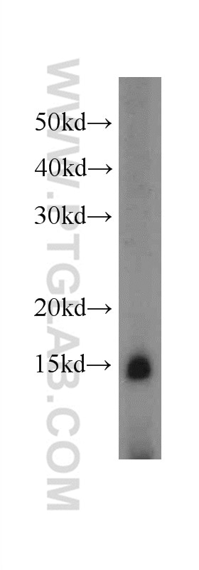 Western Blot (WB) analysis of L02 cells using CRIPT Polyclonal antibody (11211-1-AP)