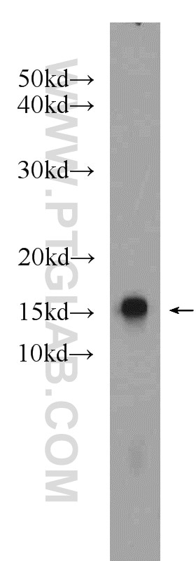 Western Blot (WB) analysis of L02 cells using CRIPT Polyclonal antibody (11211-1-AP)