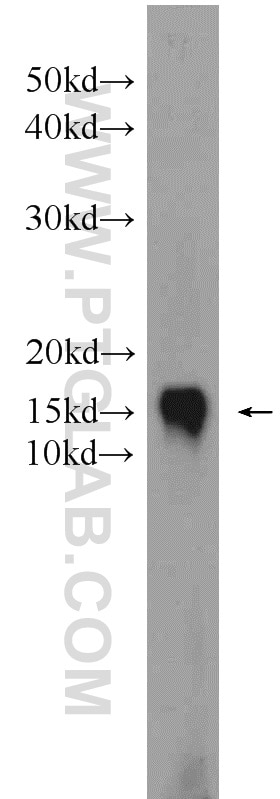 Western Blot (WB) analysis of L02 cells using CRIPT Polyclonal antibody (11211-1-AP)