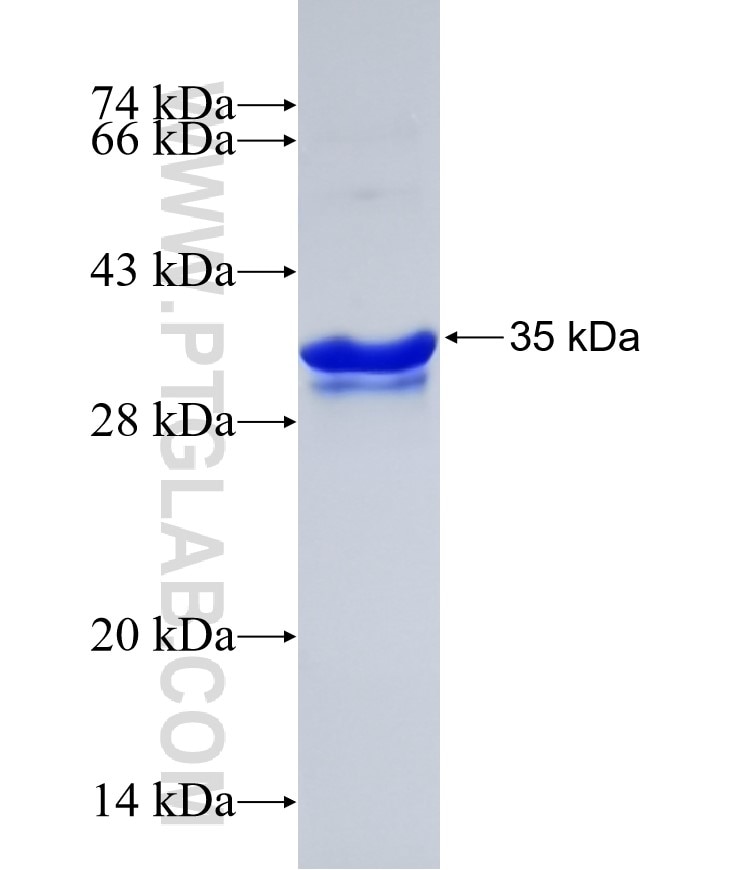 CRIPT fusion protein Ag1708 SDS-PAGE