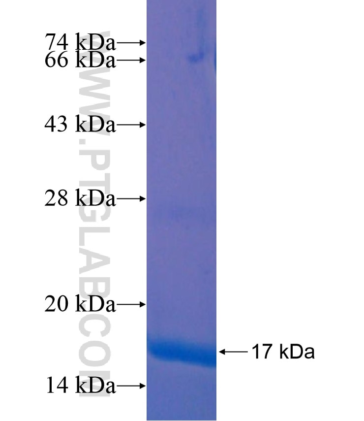 CRIPT fusion protein Ag17610 SDS-PAGE