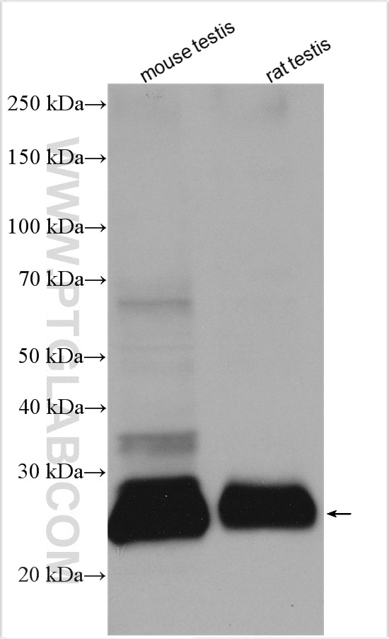 Western Blot (WB) analysis of various lysates using CRISP2 Polyclonal antibody (19066-1-AP)