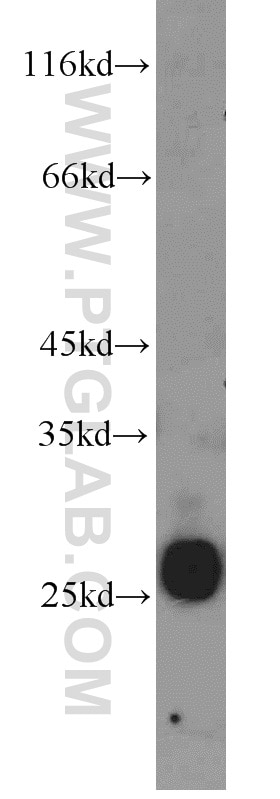 Western Blot (WB) analysis of human testis tissue using CRISP2 Polyclonal antibody (19066-1-AP)