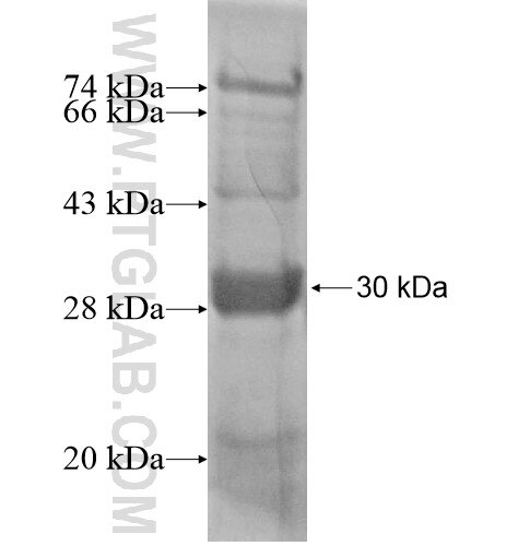 CRISP2 fusion protein Ag13574 SDS-PAGE