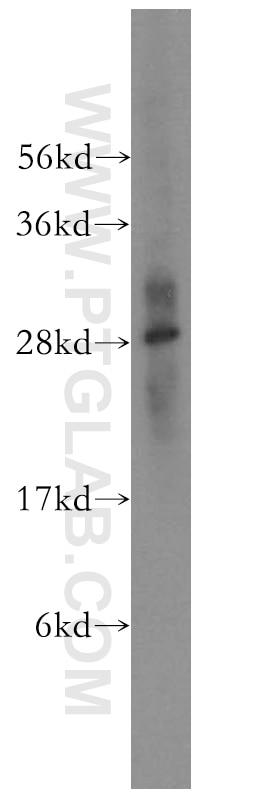 Western Blot (WB) analysis of mouse thymus tissue using CRISP3 Polyclonal antibody (14847-1-AP)