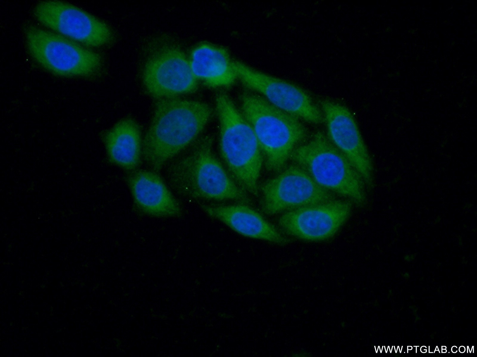 Immunofluorescence (IF) / fluorescent staining of PC-3 cells using CRK Polyclonal antibody (16685-1-AP)
