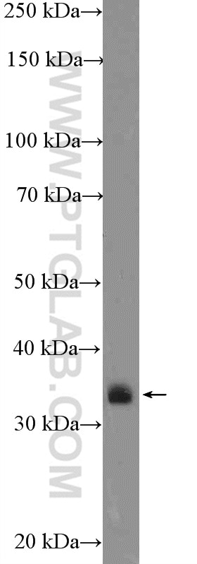 Western Blot (WB) analysis of A549 cells using CRK Polyclonal antibody (16685-1-AP)