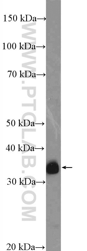 Western Blot (WB) analysis of NIH/3T3 cells using CRK Polyclonal antibody (16685-1-AP)