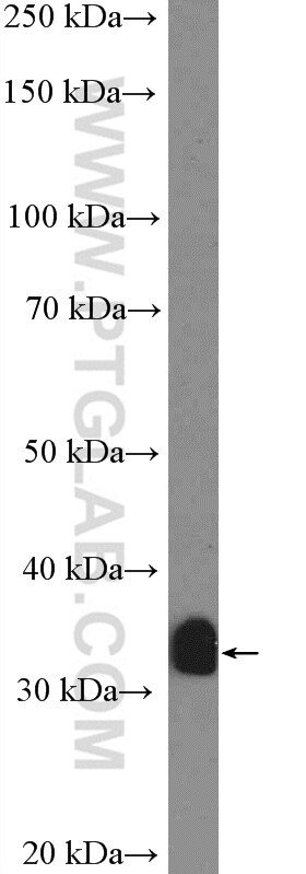 Western Blot (WB) analysis of PC-3 cells using CRK Polyclonal antibody (16685-1-AP)