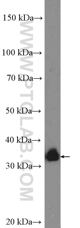 Western Blot (WB) analysis of NIH/3T3 cells using CRK Polyclonal antibody (16685-1-AP)