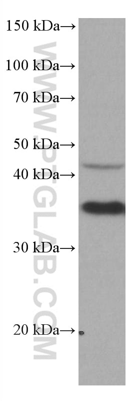 Western Blot (WB) analysis of HeLa cells using CRK Monoclonal antibody (67035-1-Ig)