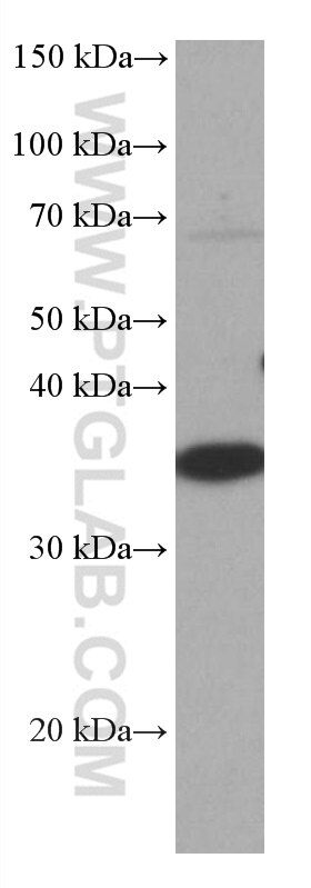 Western Blot (WB) analysis of HEK-293 cells using CRK Monoclonal antibody (67035-1-Ig)