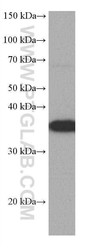 Western Blot (WB) analysis of HSC-T6 cells using CRK Monoclonal antibody (67035-1-Ig)