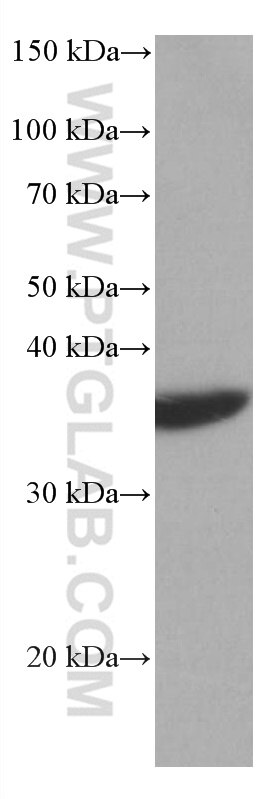 Western Blot (WB) analysis of RAW 264.7 cells using CRK Monoclonal antibody (67035-1-Ig)