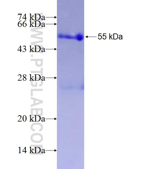 CRK fusion protein Ag10016 SDS-PAGE