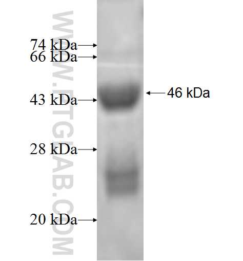 CRK fusion protein Ag1420 SDS-PAGE