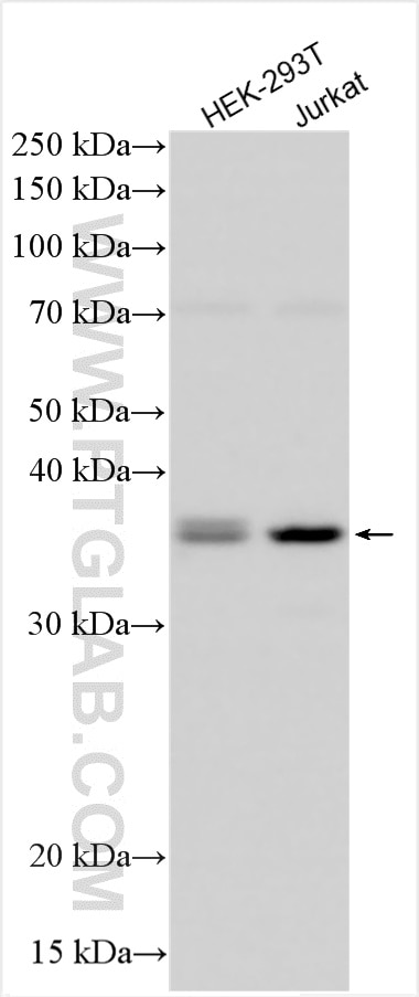Western Blot (WB) analysis of various lysates using CRKL Polyclonal antibody (30546-1-AP)