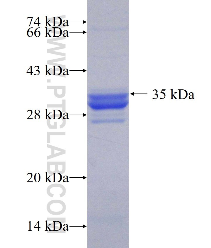 CRKL fusion protein Ag30874 SDS-PAGE