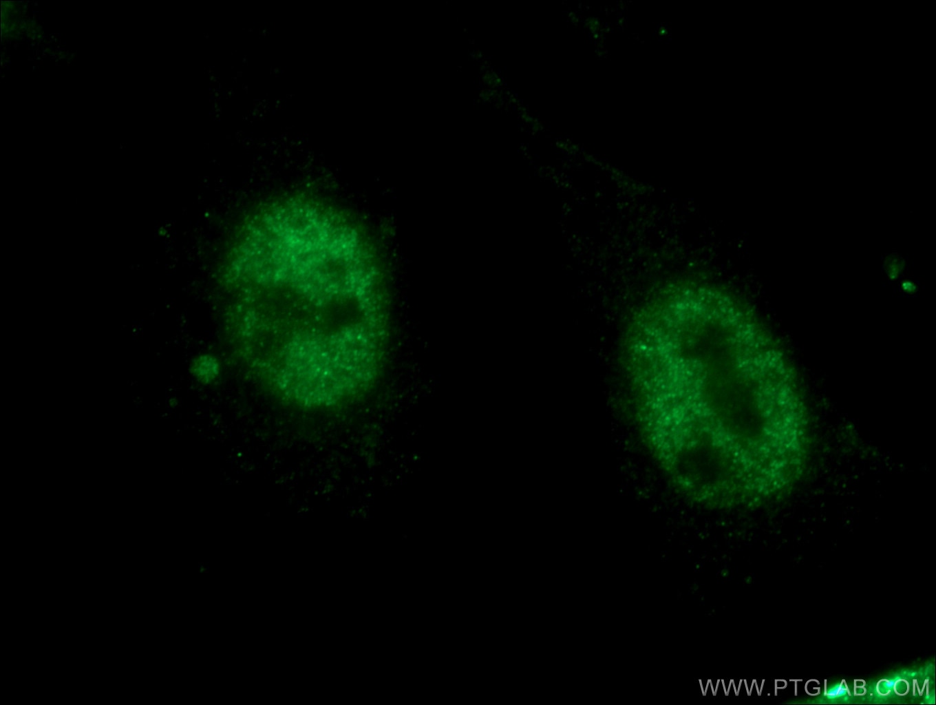 Immunofluorescence (IF) / fluorescent staining of HeLa cells using CDK12/CRKRS Polyclonal antibody (26816-1-AP)