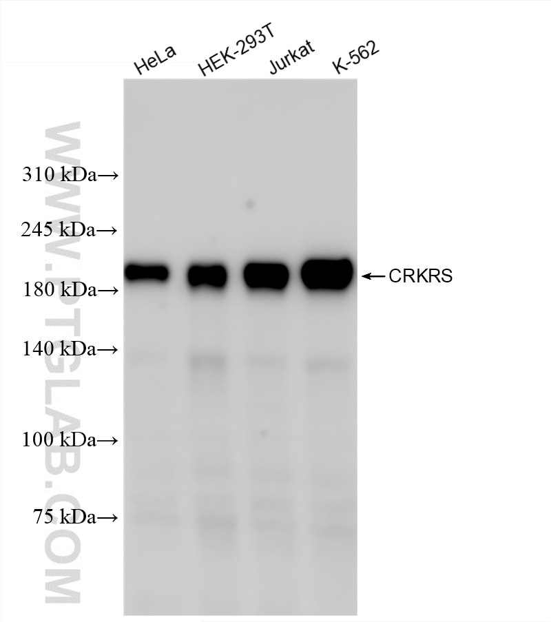 Western Blot (WB) analysis of various lysates using CDK12/CRKRS Recombinant antibody (86296-3-RR)