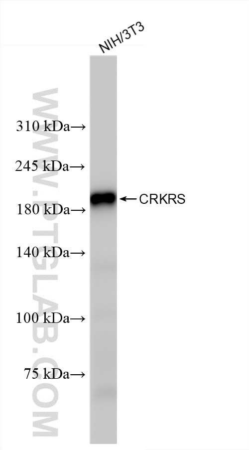 Western Blot (WB) analysis of NIH/3T3 cells using CDK12/CRKRS Recombinant antibody (86296-3-RR)