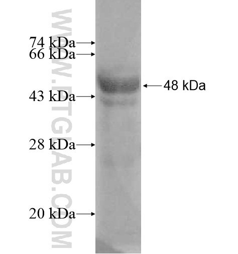 CRLF1 fusion protein Ag10382 SDS-PAGE